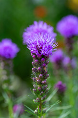 Blossom purple liatris flower on a green background on a sunny summer day macro photography.  Blazing star flower with fluffy violet petals close-up photo in summertime.