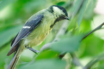 Little tit flew in to pose