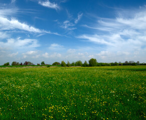 Landscape of green meadow