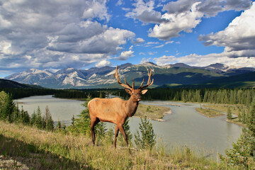 Fototapeta premium Canada Wildlife