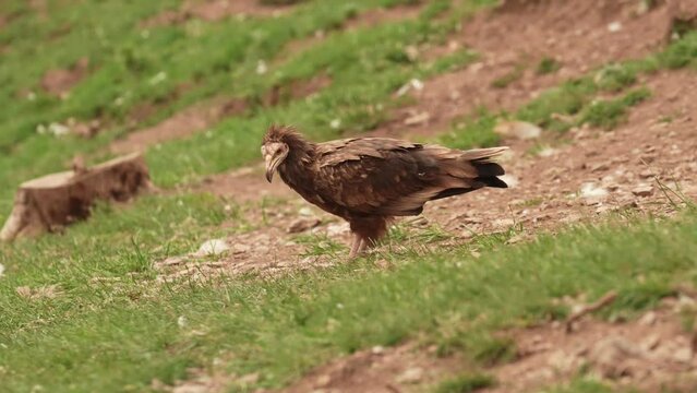 Juvenile Egyptian vultures walking and eating a carcass on the ground in Spain