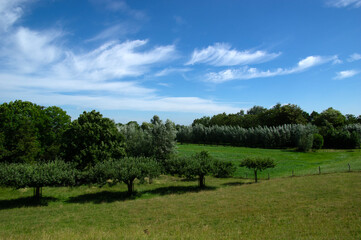 Landscape of green meadow