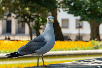 Yellow-legged gull (Larus michahellis) in a public park during summer in Porto, Portugal.