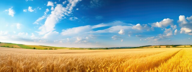 Beautiful summer rural natural landscape with ripe wheat fields, blue sky with clouds in warm day. Panoramic view of spacious hilly area