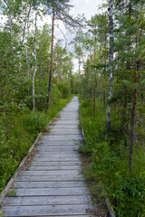 Bog footbridge through forest in summer