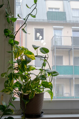 Houseplant of Golden pothos or Devil's ivy plant or Sirih Gading (Epipremnum aurum) in plastic...