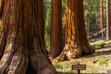 Bachelor and Three Graces in Mariposa Grove, Yosemite National Park, California