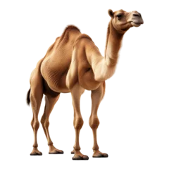 Zelfklevend Fotobehang Camel on transparent background © avero