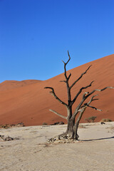 Namib desert