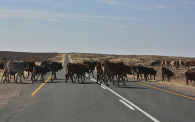 cows crossing the road