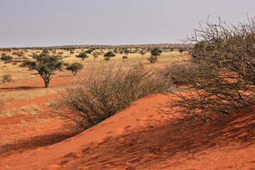 Namib desert