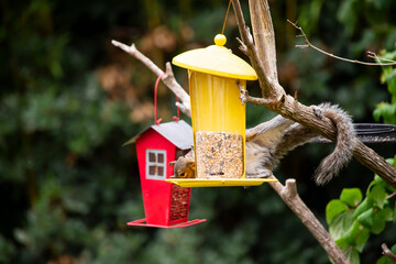 funny squirrel sits on a tree near the feeder in the summer in the garden