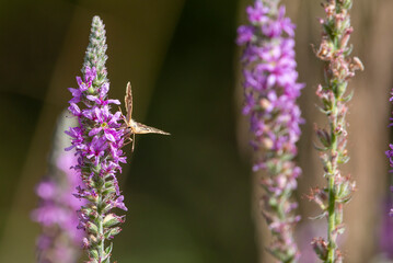 A mallow skipper on purple flower. Small brown butterflies of Greece. Butterfly on pink plant....