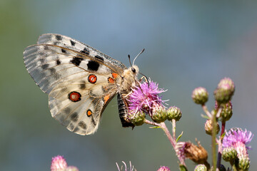  Apollo (Parnassius apollo)