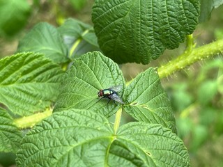 bug on a leaf - obrazy, fototapety, plakaty