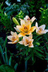 Yellow lily flowers (Latin Lilium) with beautiful yellow petals in the ground on a background of green leaves. Flora plants flowers.