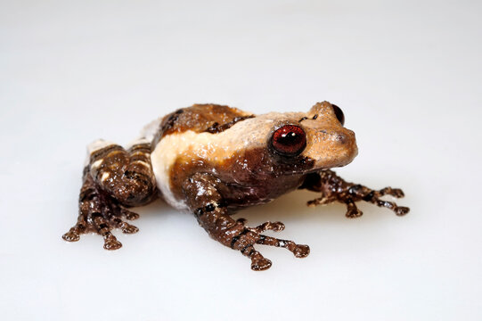 Pied warty frog // Flechtenmoosfrosch (Theloderma asperum)