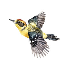 Yellow-bellied Sapsucker watercolor paint