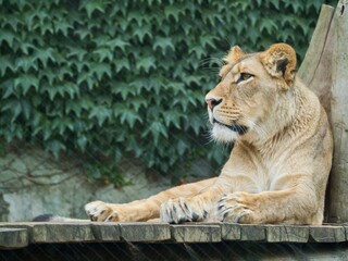 A lion lying peacefully in the lee of its enclosure at Olomouc Zoo, Czech Republic, Europe