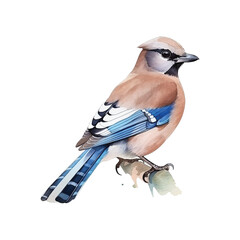 Eurasian Jay watercolor paint