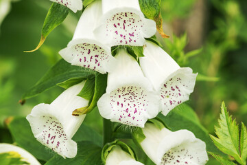 Part of the stem of a perennial decorative foxglove "Purple Alba" with large inflorescences. © Ludmila