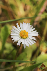 Natural Bellis Perennis Macro Photo © Recep