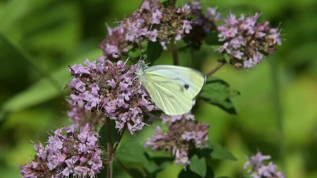 Green-Veined White butterfly (Pieris napi) feeding from a flower before flying away. June, Kent, UK [Slow motion x5]