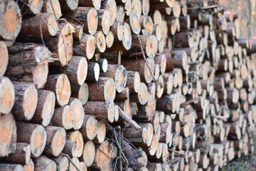 trees, firewood, forest, ecology, background