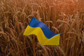 flag of Ukraine lying on ripe wheat. Export concept, grain corridor
