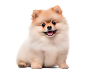 Obraz premium pomeranian dog studio shoot on isolated background, generative ai