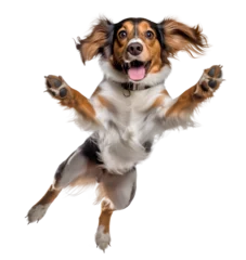 Wandcirkels plexiglas kooikerhondje dog jumping standing up happy on isolated background, generative ai © FP Creative Stock