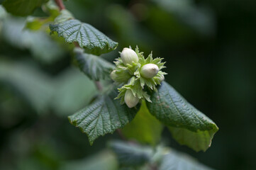 Hazelnuts still hanging from the tree