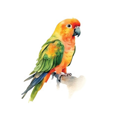 Obraz premium Sun Conure watercolor paint 