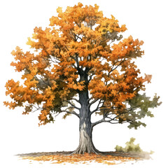 Fall Oak, autumn forest trees watercolor illustration isolated with a transparent background, graphic design