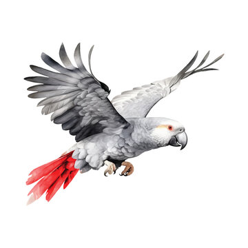 African Grey Parrot watercolor paint 