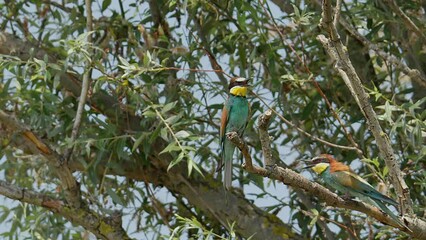 Euroepean Bee-eaters resting perched on a branch in the midday sun