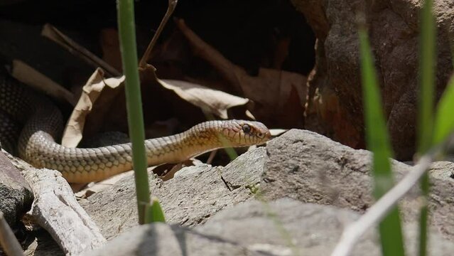 A Caspian Whipsnake (Dolichophis Caspius) emerges from its rest between the boulders and launches an attack on an unseen prey under the leaf litter.
