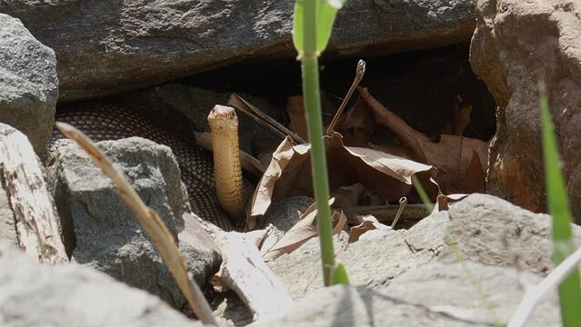 A Caspian Whipsnake (Dolichophis Caspius) emerging from its rest between the boulders to warm in the sun