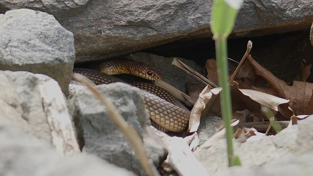 A Caspian Whipsnake (Dolichophis Caspius) lies motionless resting in the shade between some bouulders