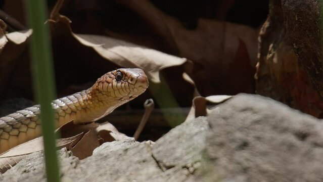 A Caspian Whipsnake (Dolichophis Caspius) lies motionless in the sun having just emerged from its rest between the boulders