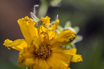 Green spider ( heriaeus hirtus) on a yellow flower