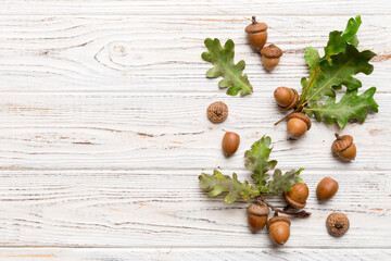 Branch with green oak tree leaves and acorns on colored background, close up top view