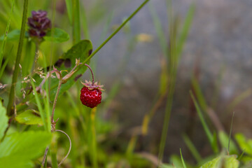 Wild strawberry in the forest, close-up, selective focus.