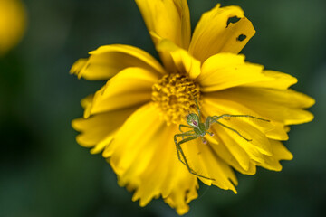 Green spider ( heriaeus hirtus) on a yellow flower