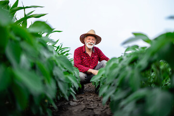 Portrait of experienced farmer standing in the soybean field.