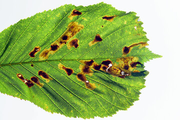 Leaf mines on horse chestnut leaf. Damage caused by horse chestnut leaf miner (Cameraria...