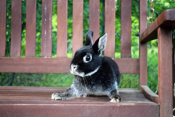 Cute dwarf rabbit on a garden swing