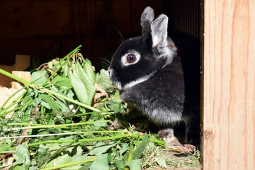 Cute dwarf rabbit with green leaves