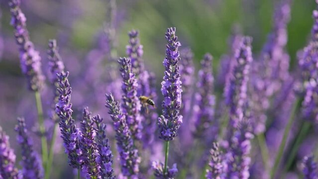 Bee on purple lavender flower. Blooming lavender fields, Provence, France. Slow motion