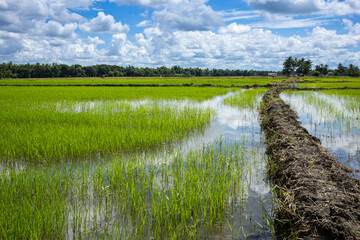 Rise Patties in Iloilo Philippines.